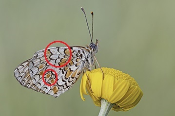 Differenza tra due Melitaea: Melitaea didyma e Melitaea phoebe